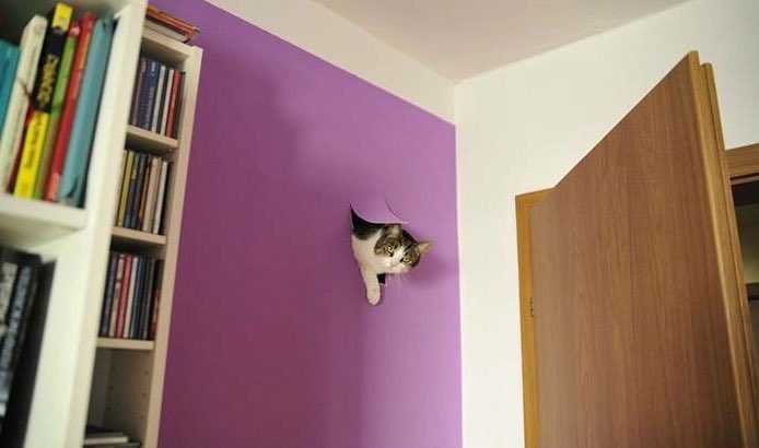 Relacionable's tweet image. Respeto tu privacidad como humano, pero reafirmo mi autoridad como gato entrando de todos modos.