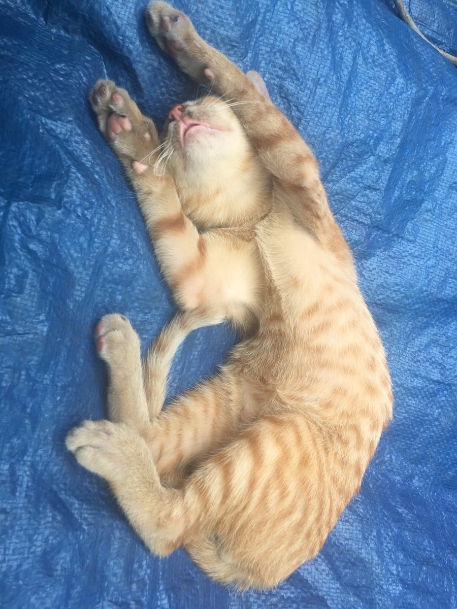 Ditemukan kucing di inbox sedang tidur, pd hal org" disini kerja tpi dy malah makan gaji buta😂wkwkwkw #RizkiRidhoNginboxBogorSquare