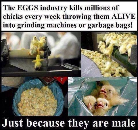JaySusV's tweet photo. #PeaceOnEarth Starts on your Plate #GoVegan
#Christmas
#HappyHolidays
#HappyHanukkah
#SantaTracker
#TheBestGiftIs
#ItsAWonderfulLife
#Vegan https://t.co/uuleqMIEso