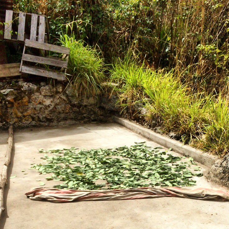 SacredVlySalt's tweet photo. Peru- where cocaine comes from. More info on coca cultivation in Peru at https://t.co/ZvCnLqzMA6. #cocaine #cocaleaves #peruvianagriculture https://t.co/jzVQWmeyLK