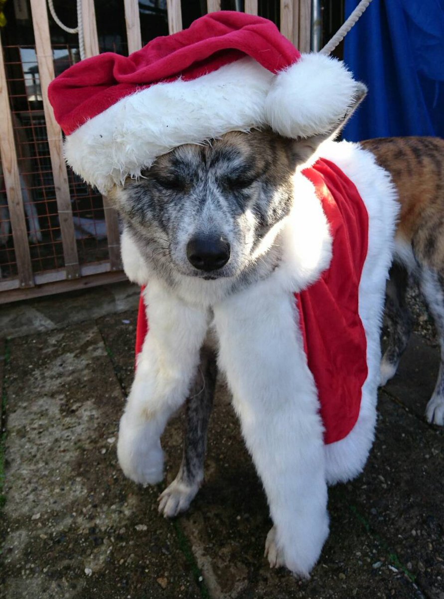 存在自体がプレゼントです Twitterで話題の 犬 画像まとめ 12 19 12 25 Togetter