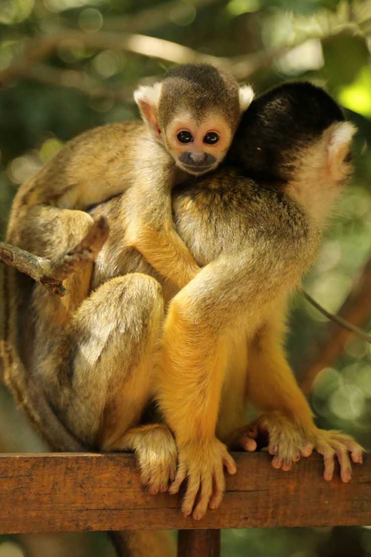 @KnysnaHerons <a href="/Villatarentaal/">Villa Tarentaal</a> <a href="/KnysnaPR/">Nicci Rousseau</a> <a href="/TheTurbineHotel/">The Turbine Hotel</a> just a reminder: #Monkeyland and #BirdsOfEden #Plett are open till 7pm this holiday