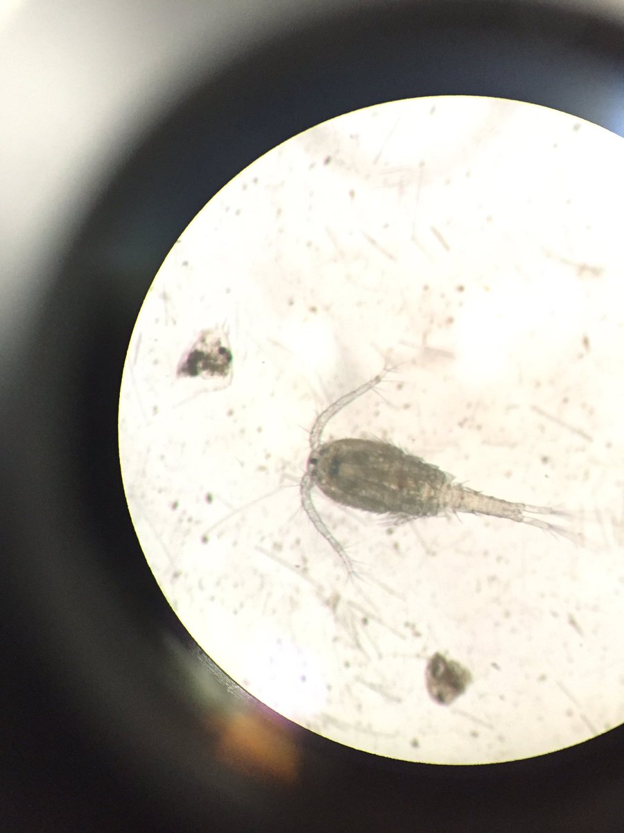 サカユリヤはミジンコストラップを作る人 در توییتر Cyclopoida ケンミジンコ目 の名前の由来は ギリシャ神話に登場すら一つ目 の巨人サイクロプスです ラバストでも表現しましたが 赤い部分 ケンミジンコは一つ目なのです 2枚目はサカユリヤの中の人撮影 C91 サカユリヤはミジンコストラップを作る人 در توییتر Cyclopoida ケンミジンコ目 の名前の由来は ギリシャ神話に登場すら一つ目 の巨人サイクロプスです ラバストでも表現しましたが 赤い部分 ケンミジンコは一つ目なのです 2枚目はサカユリヤの中の人撮影 C91