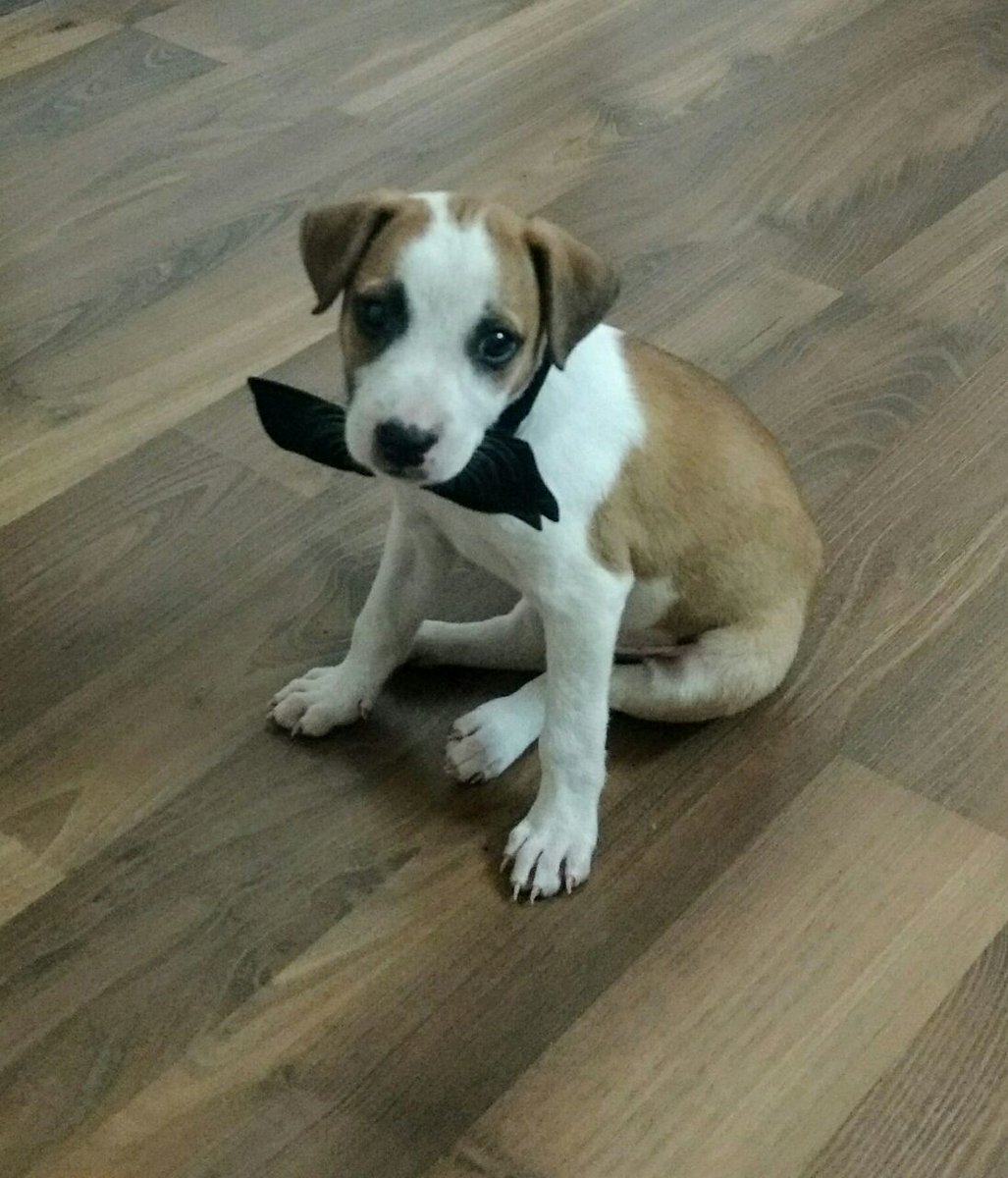 neelspeaks's tweet photo. 45 day male pup #Taimur up 4 #adoption.Dewormed &amp; https://t.co/Q9OLWvuv6c 9699060511 if intrsted.Housechck mandatory. #Mumbai #Powai #Thane https://t.co/eW6MaVq1ic