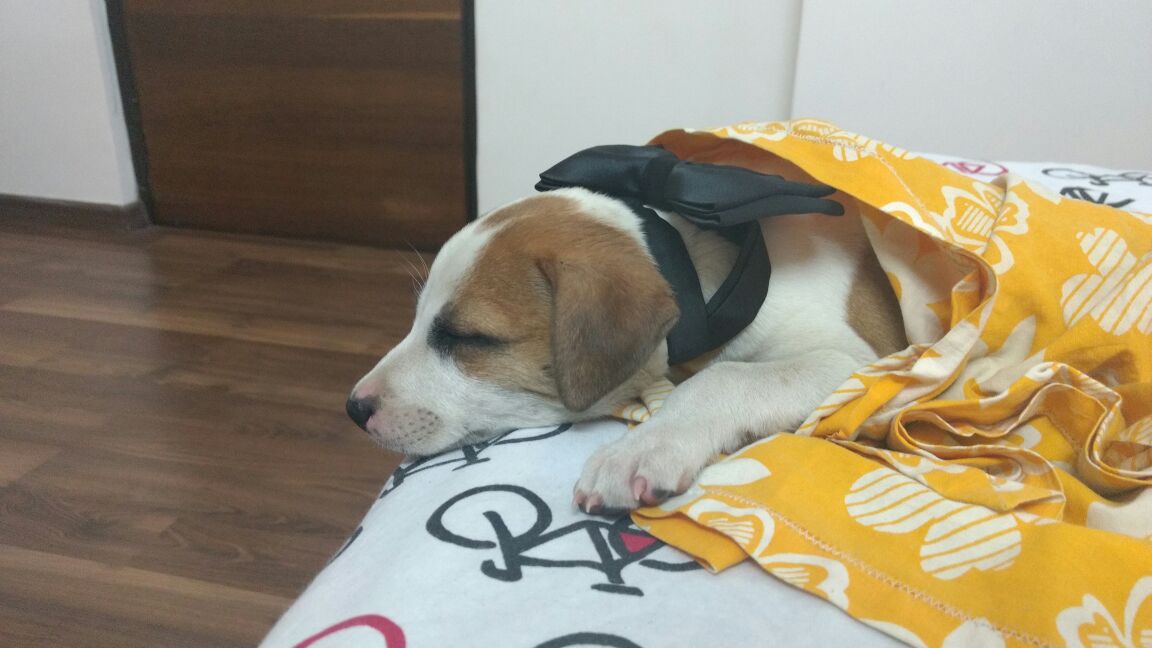 neelspeaks's tweet photo. 45 day male pup #Taimur up 4 #adoption.Dewormed &amp; https://t.co/Q9OLWvuv6c 9699060511 if intrsted.Housechck mandatory. #Mumbai #Powai #Thane https://t.co/eW6MaVq1ic
