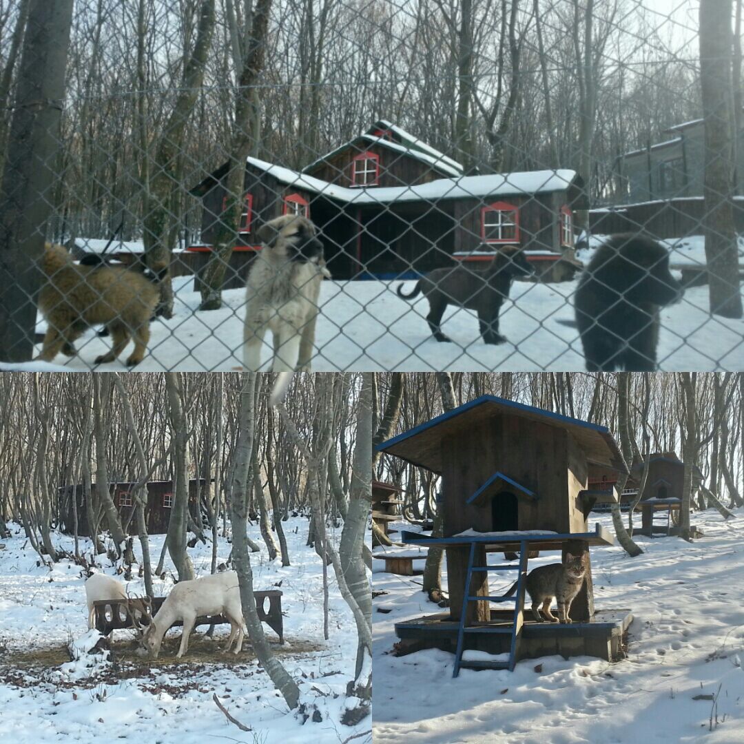 Bahcesehir_Sam's tweet photo. #fll #robotik takımımız #letsgotwo projeleri için Sahipsiz Hayvanları ziyarete gitti. #animalallies @Savas_BOYAR https://t.co/pxbrRg03iq
