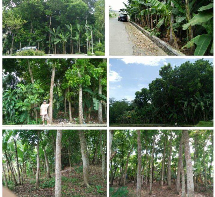 <a href="/jualbeliCILACAP/">jual beli CILACAP</a> dijual tanah di adipala , seluas 1176m2 , beserta pohon mahoni 70 batang, 650jt nego, mnat hub 085643789650