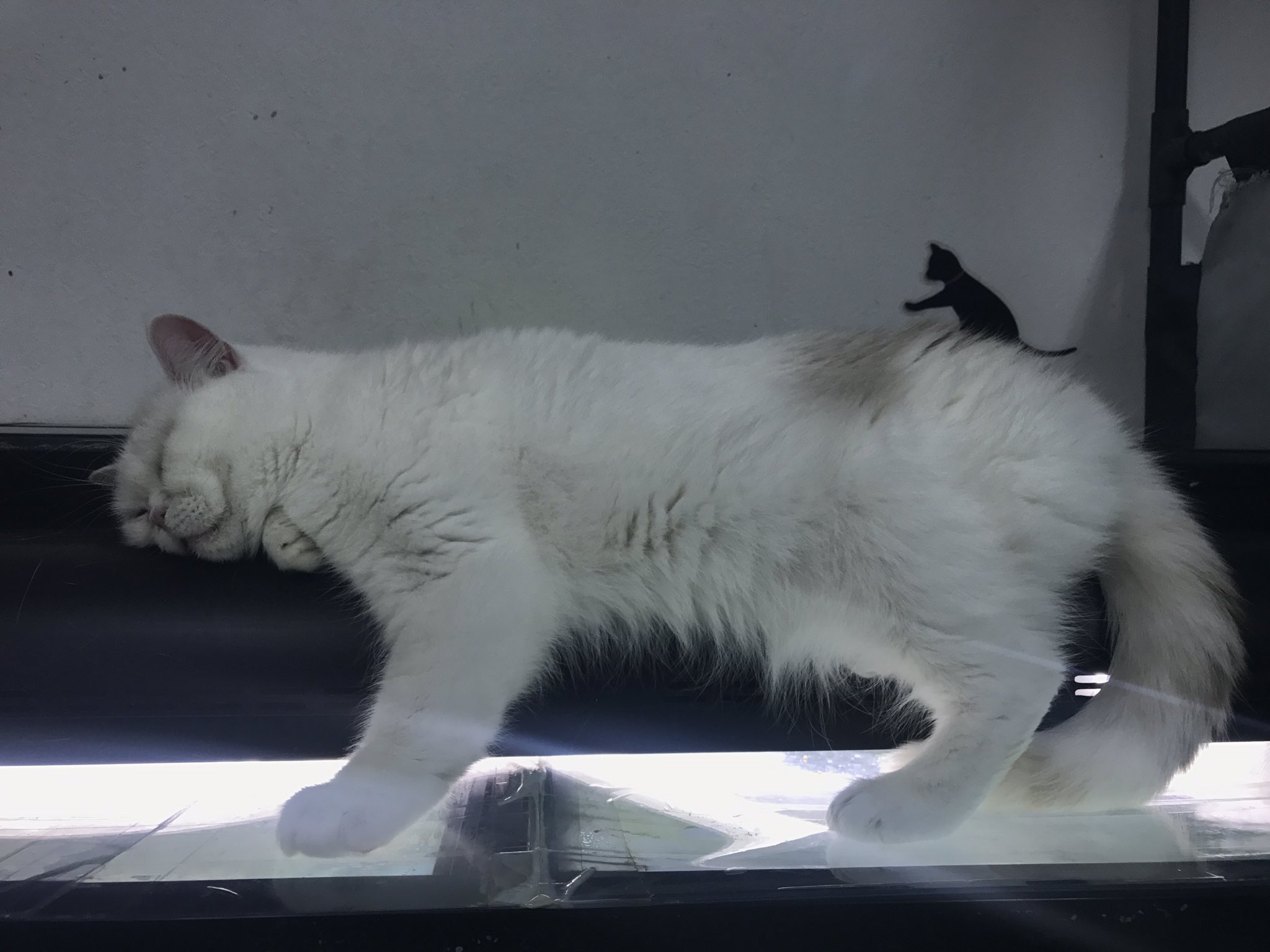 保護猫 金魚カフェ マンチカン 里親募集中猫ちゃん はっ ぶちゃいく 笑 スコティッシュ 09 10 21 メス 里親募集 里親 里親募集中 スコティッシュフォールド ケシミンちゃん ぶさかわ ブルーアイ 猫カフェ 保護猫 保護猫