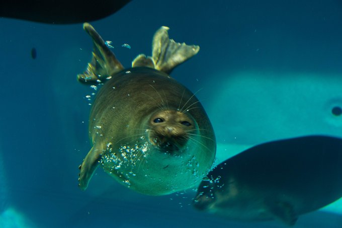 三重県、鳥羽水族館 