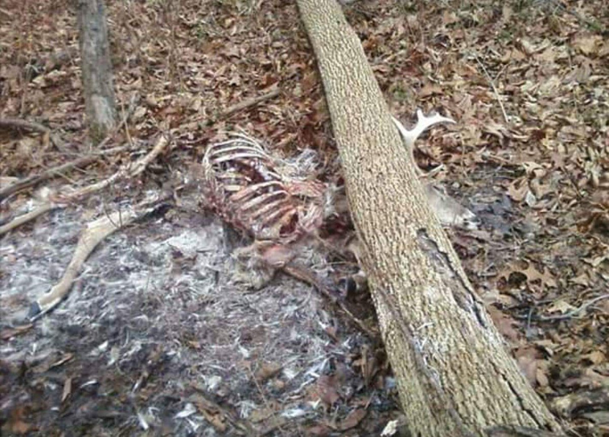 One in a million... #BucksofWi #BucksofAmerica