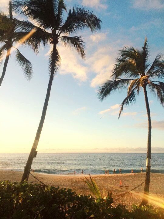 beach_sekai's tweet photo. Tropical perfection 🌴
#美しい #beach https://t.co/NvaatNjEWl