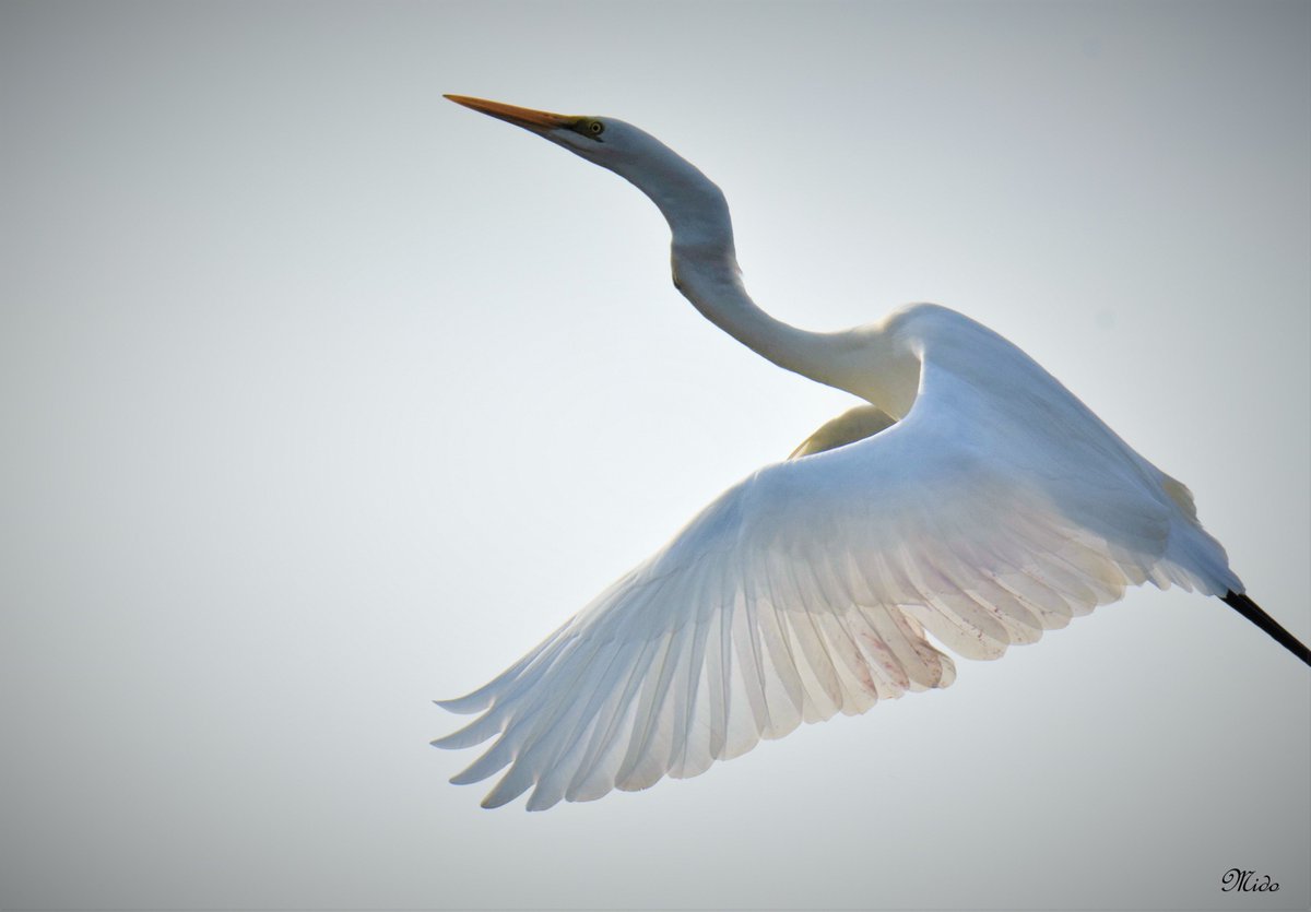 Great Egret in flight. #wildlife. 