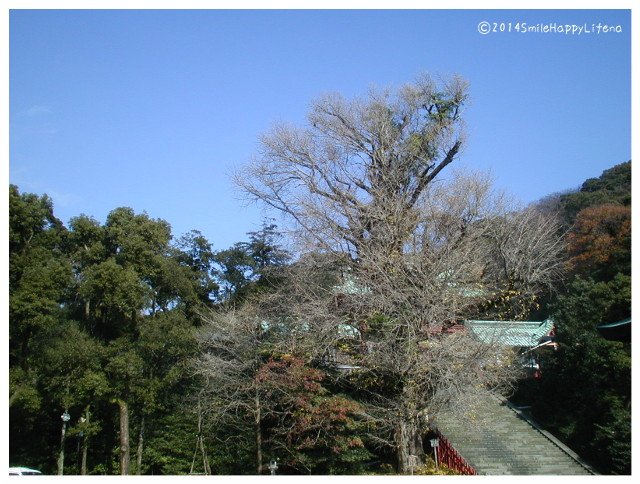 Twitterで画像を見る