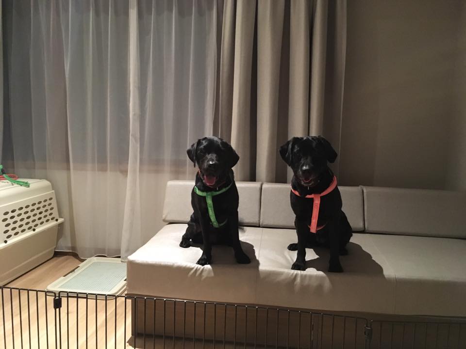 ট ইট র 軽井沢マリオットホテル 軽井沢マリオットホテル アンバサダーです 今日は愛犬家の方にお知らせです 来年2月にワンちゃんと一緒にお泊まりできるドッグコテージが誕生します 本日より予約受付開始 是非 ワンちゃんと一緒にホテルへ遊びに来て