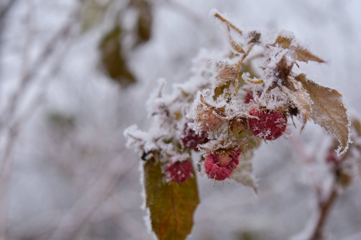 johnny_timis's tweet photo. #Frozen #timisoara #TJphoto https://t.co/YXeK9IR1qO