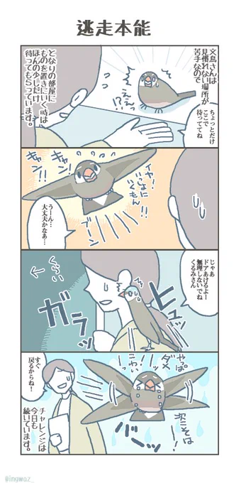 文鳥さんの逃走本能。隣の部屋で二分を超えるような時は事故防止のため先にかごに入っていてもらっています。
#buncho #javasparrow #文鳥 