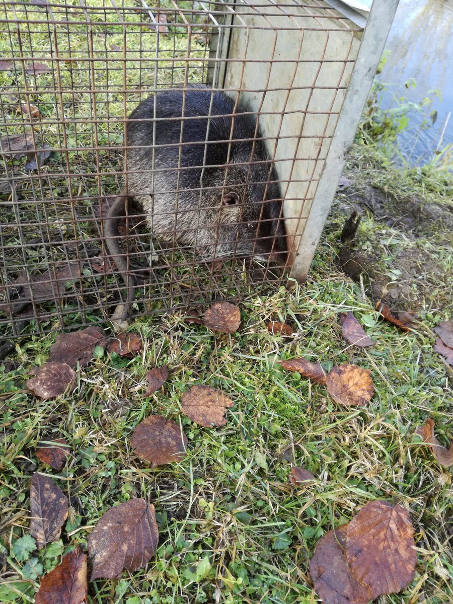 Antonio Milanesi tweet media