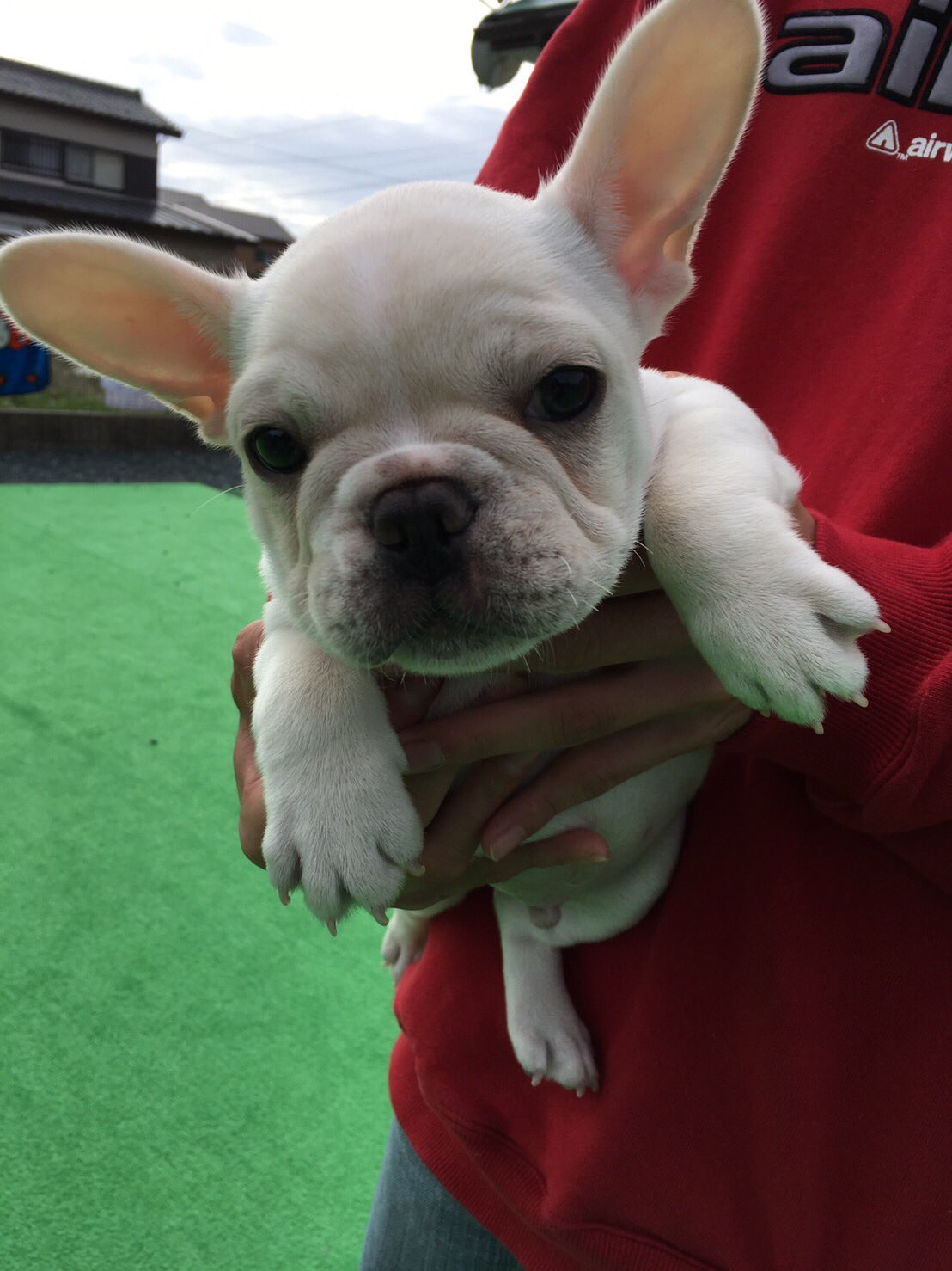 تويتر ふみや على تويتر 昨日今日で保護犬の赤ちゃん二頭迎えました イタリアングレーハウンドとフレンチブルドックです イタグレ4ヶ月フレブル2ヶ月のとっても可愛い子です 新しい飼い主さん募集してます すぐ見つかりますように T Co Yhq10quynp