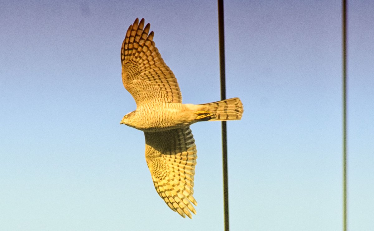 ianhutchy7729's tweet photo. @NatureUK hunting this morning #kestrel flying high @RSPBUrban #ThePhotoHour #PhotoLately https://t.co/rbQuRHbkpV