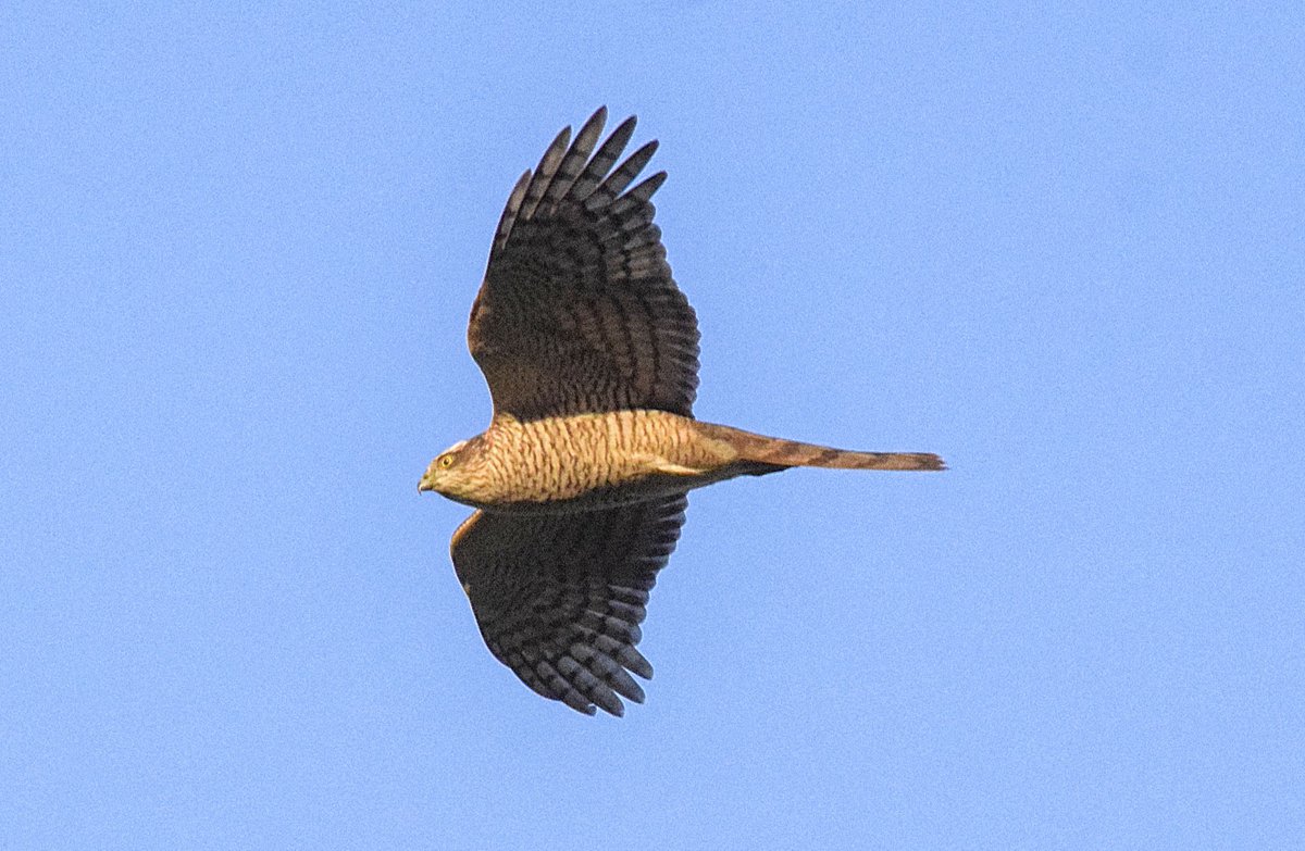 ianhutchy7729's tweet photo. @NatureUK hunting this morning #kestrel flying high @RSPBUrban #ThePhotoHour #PhotoLately https://t.co/rbQuRHbkpV