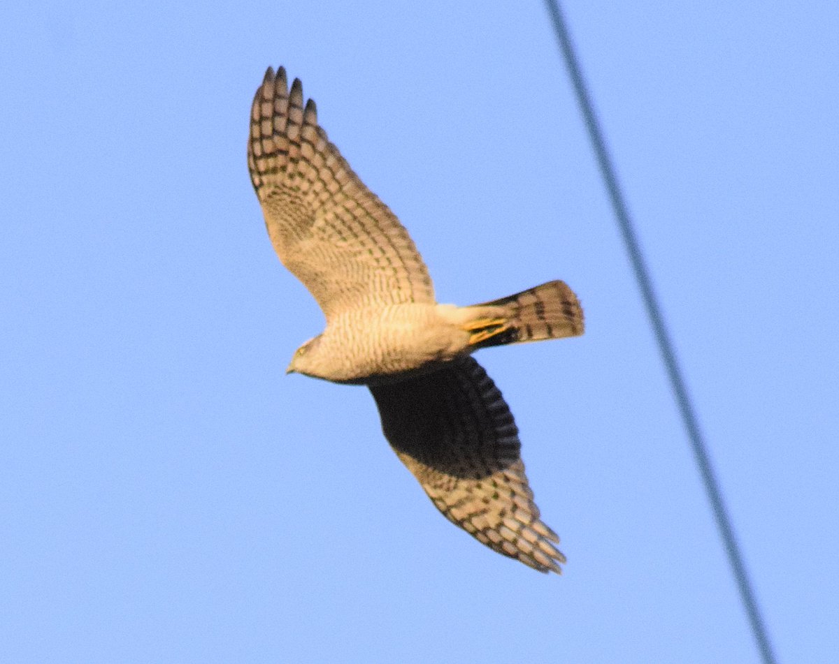 ianhutchy7729's tweet photo. @NatureUK hunting this morning #kestrel flying high @RSPBUrban #ThePhotoHour #PhotoLately https://t.co/rbQuRHbkpV