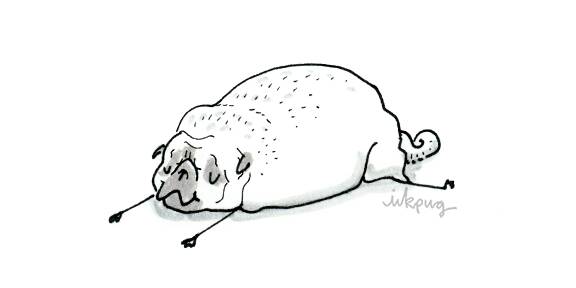 Inkpug's tweet photo. #fullflop #notnowthanks https://t.co/hbL9Ma0Kd8