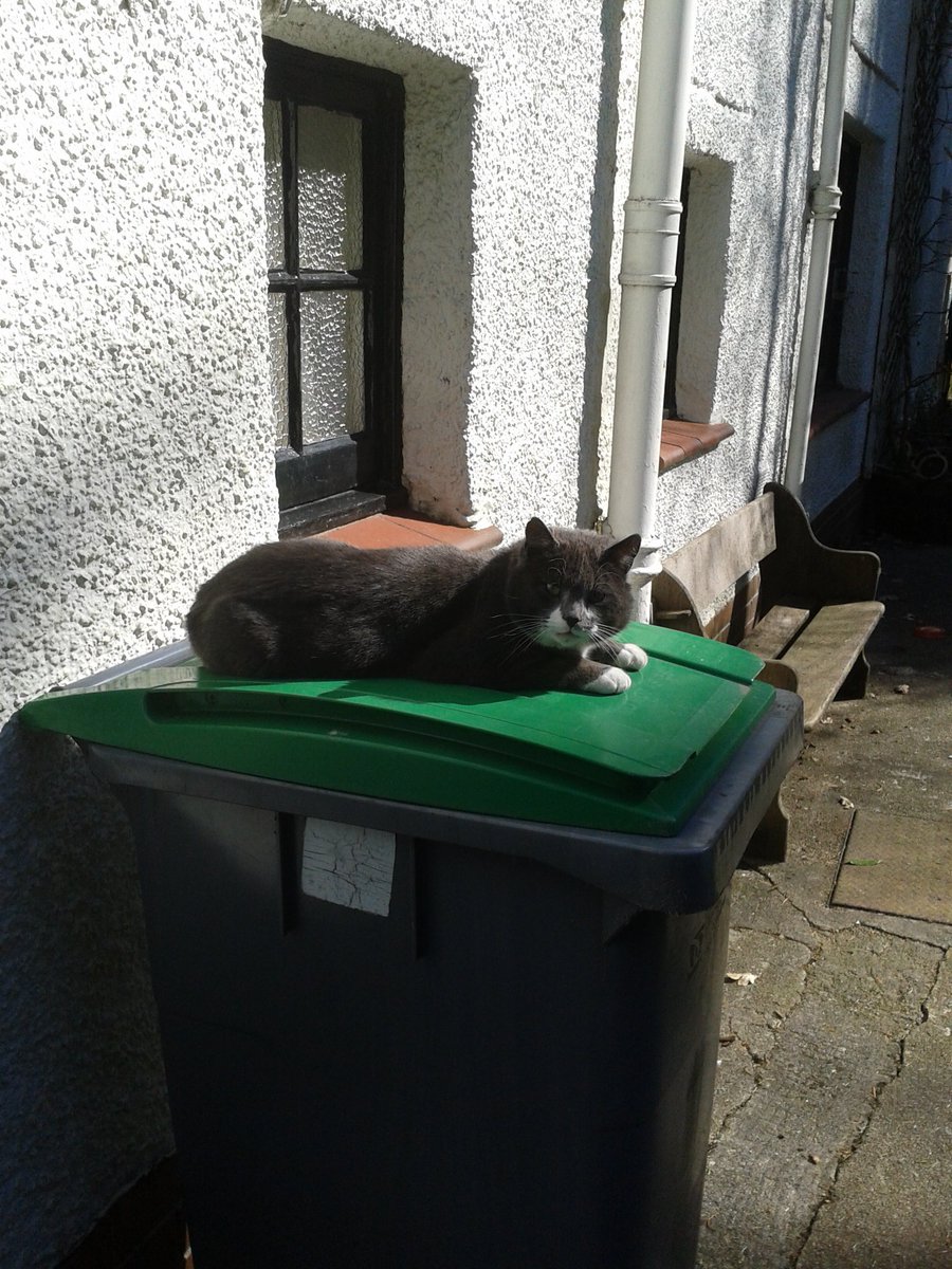 graysonlarkin's tweet image. What are bin days for?
Days are where we live
They come, they wake us
Time and time over
Bins are to be happy on
Where can we live but bins?