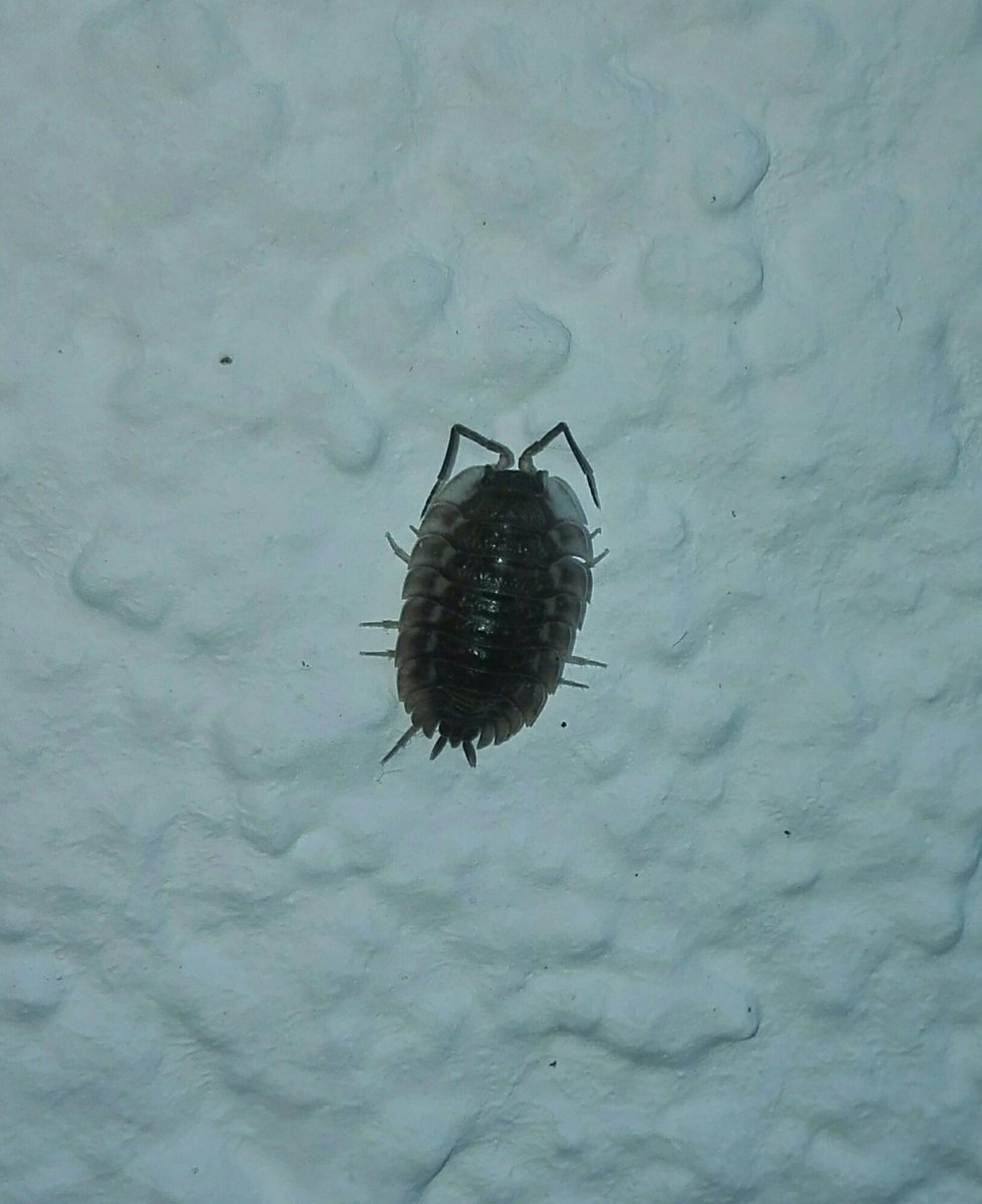 SamuelMarent's tweet photo. I think this is a #christmasday #Oniscus asellus. The antenna consists of 3 parts in contrast to #Porcellio scaber (2). #isopoda. ๐ https://t.co/6tvrKABUdR