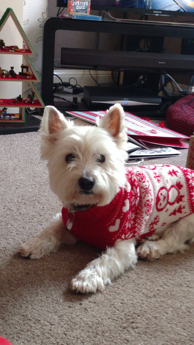 Yes, I have my Xmas jumperz on, I lovez it, it makez Mez lookz even cuter...#BoxingDay #christmasjumper #dogsoftwitter #lovetheturkey