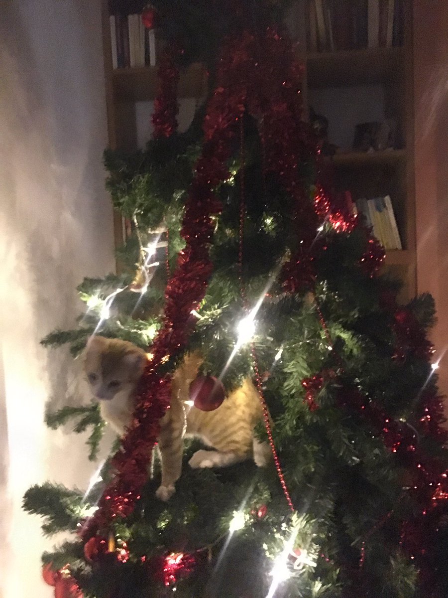 alinadipoll0's tweet photo. Navidad https://t.co/VtAaxEBM8j