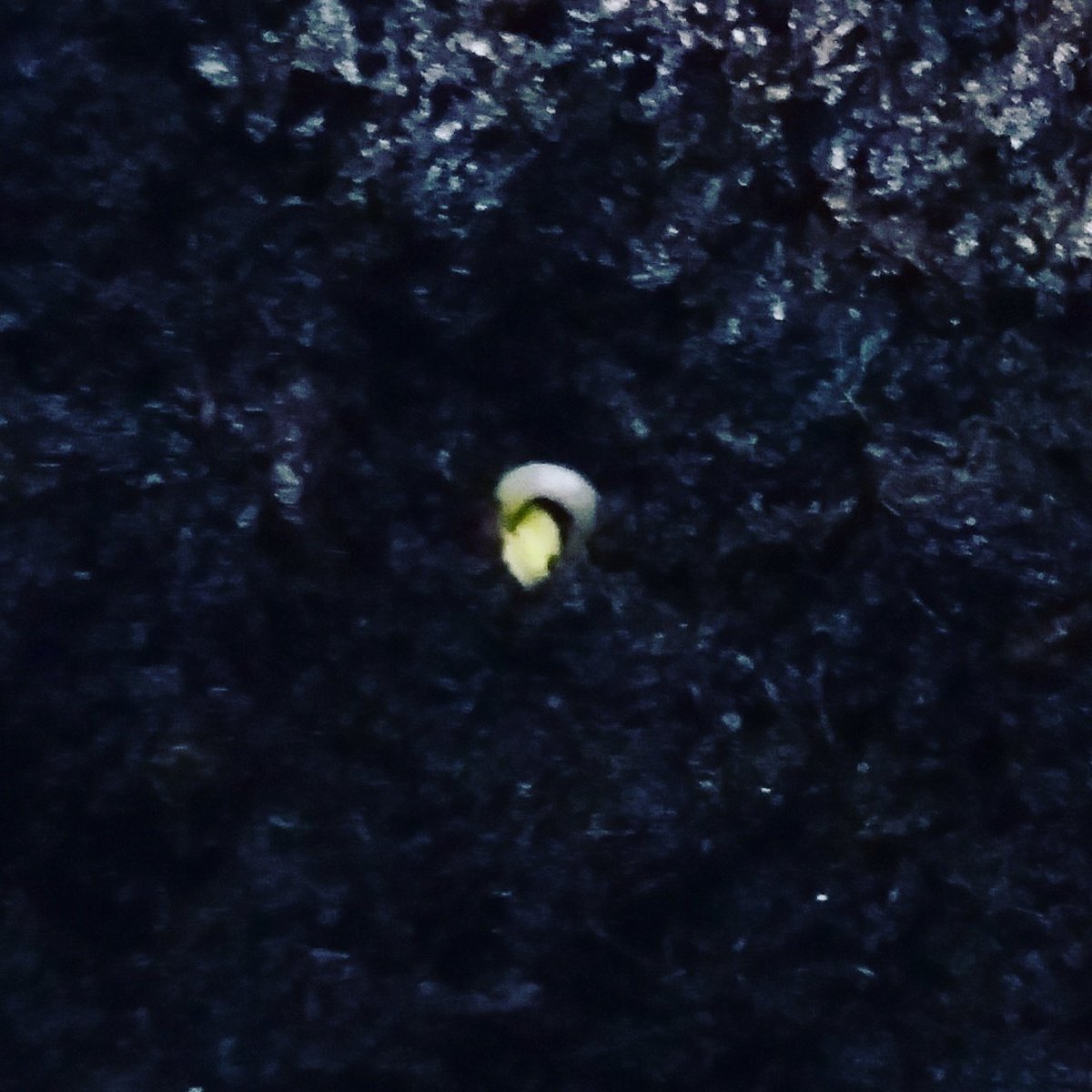 Just given the giant veggies a dose of <a href="/ShropsSeaweed/">The Shropshire Seaweed Co.</a> the later sowing of cabbage Is just emerging