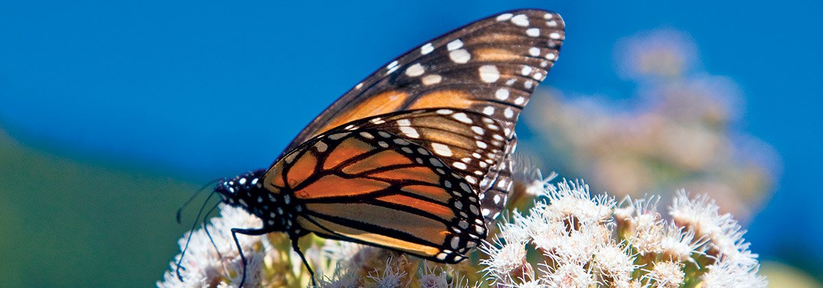 mexdesconocido's tweet photo. Estas son 10 cosas que tienes que saber de la Mariposa Monarca. Cuidemos su hogar para seguirlas viendo. https://t.co/mVaWfVrdVl https://t.co/cd5zlfMD5G