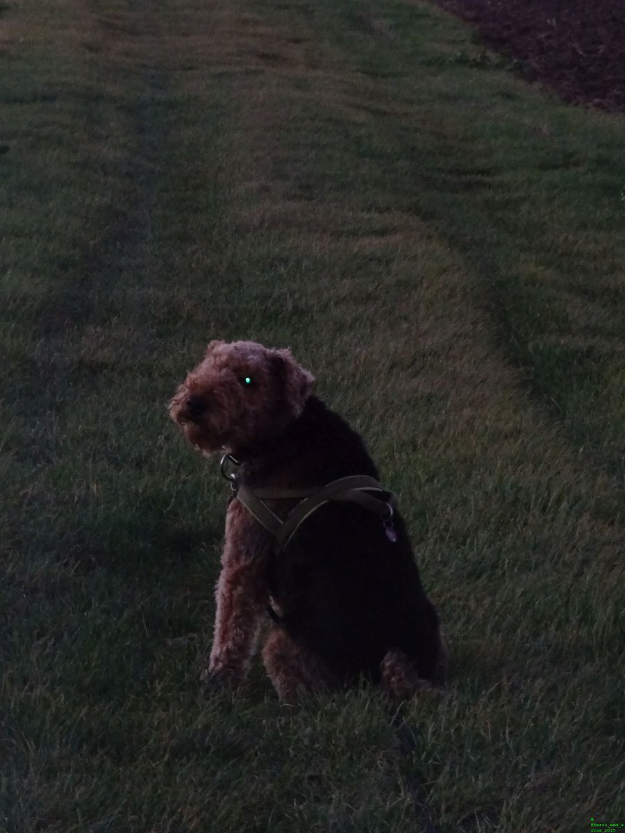 Berti_and_Ernie's tweet photo. #Dog in the dark. https://t.co/NYtvwm2BRV