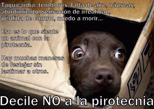 RincondeMayriel's tweet photo. Petardos. Consejos para nuestras mascotas https://t.co/XrbGF4bAxI https://t.co/ZZvnUVLfdU