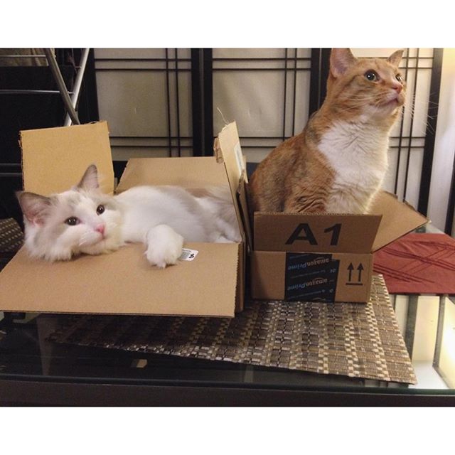 amazon's tweet photo. The day after Christmas is, quite possibly, a cat's favorite day. So many empty boxes, so little time... #PrimePet https://t.co/57P2LAByes