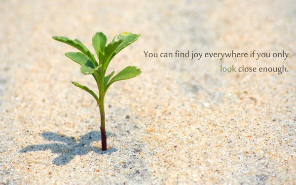 plantsolutions's tweet photo. #Plants bring a lot of beauty in our lives. #biophilia #plantconnection https://t.co/idUc74wZ4D https://t.co/7bpKRH6o0h