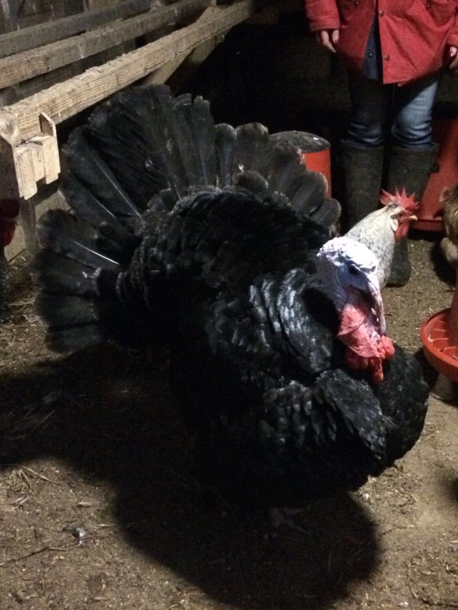 joylanfarms's tweet photo. @joylanfarms @NemiDairy @HelenAtFarm Diego the turkey enjoying Boxing Day breakfast https://t.co/HzklrkzQUs