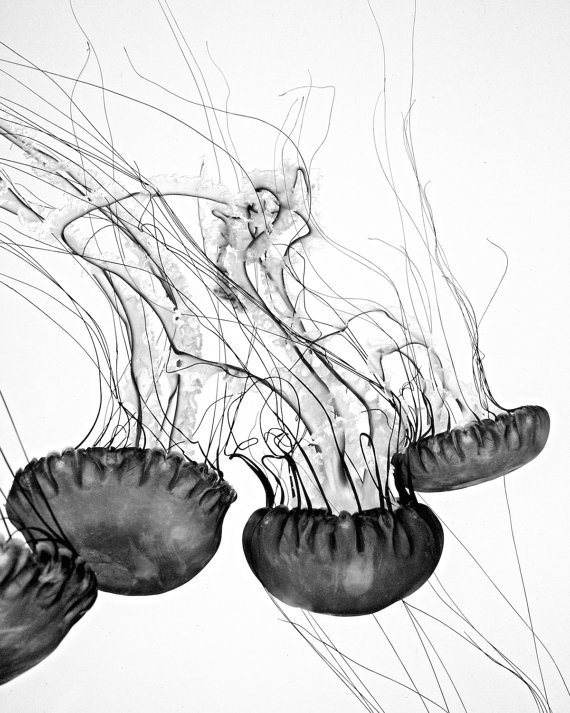 Piccapixel's tweet image. Beautiful jellyfish in #blackandwhite. Find this print and more thru my @Etsy store. We're currently having a #sale!
etsy.com/ca/shop/PiccaP…