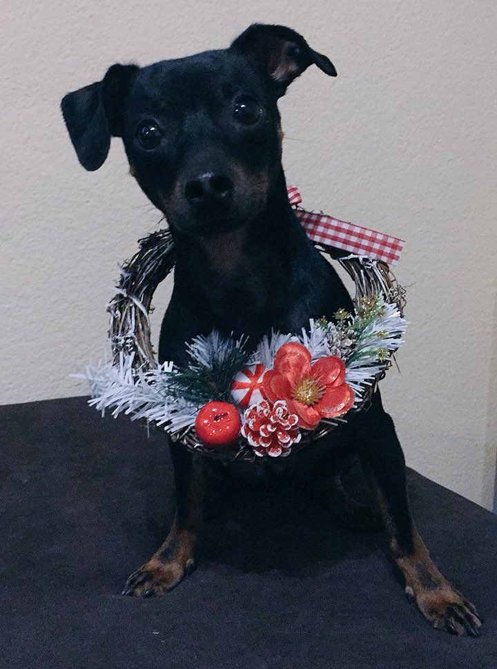LoreChiesa's tweet photo. - Por sino lo vieron, les regalo a mi perro navideño. Feliz Navidad, buenas vibras para todos  ! ✌🏼💋🍾💙 https://t.co/Mm2UcwH1PP