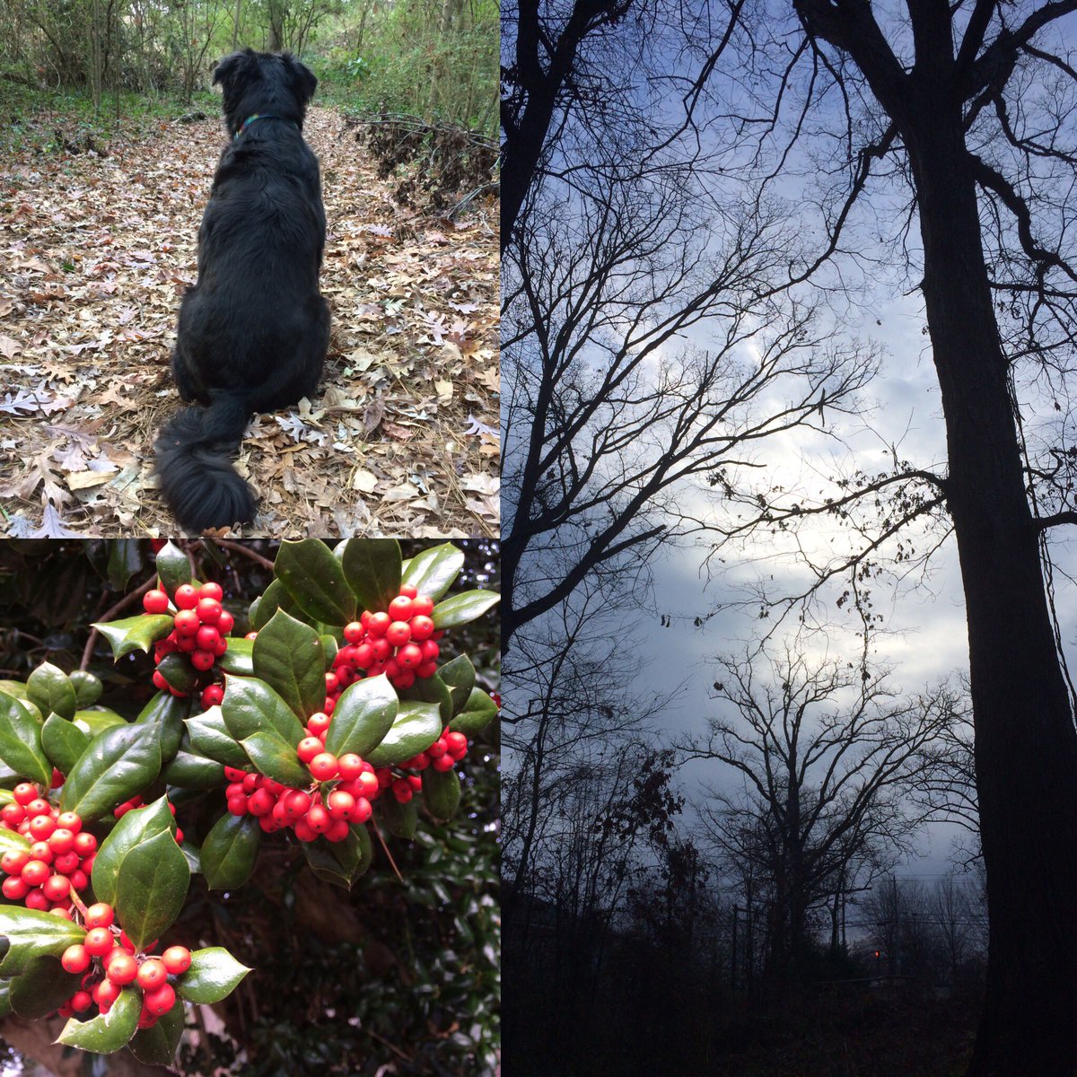 GildaSueMovie's tweet image. Happy #boxingday, y'all! #whateverthatis #MeanMamaDogProductions  #indiefilm #atlantafilm #womeninfilm