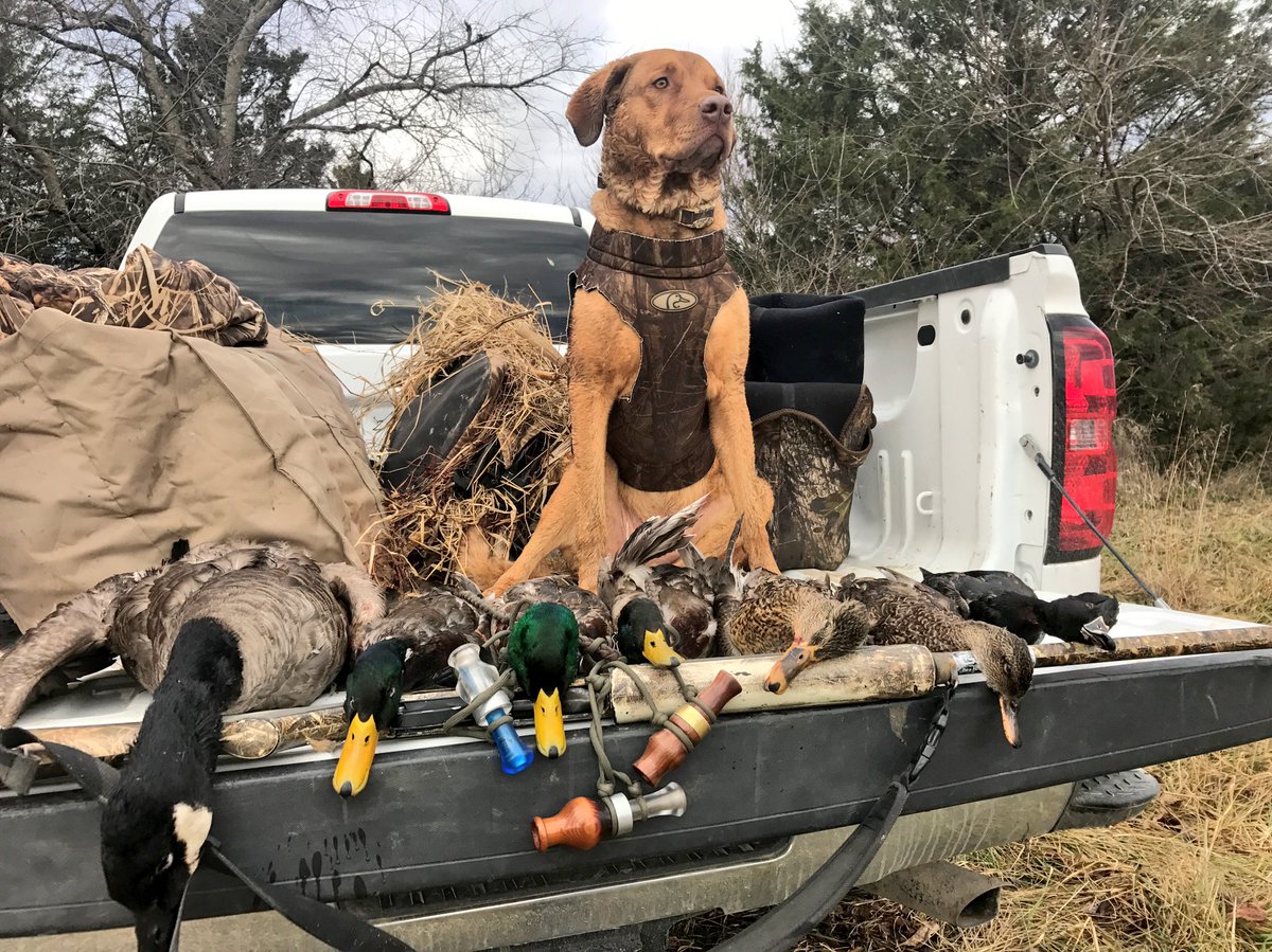 J_S_Daugherty's tweet photo. Not a bad limit of ducks this morning! And a bonus goose. @Hann_Made_Calls #averysportingdog #cabelascanine #duckdog #missouri https://t.co/9kSZl3DAuH