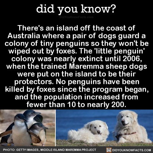 DidYouKnowFacts's tweet photo. That is so cute! Guard dogs for penguins! https://t.co/wUKZgFW823