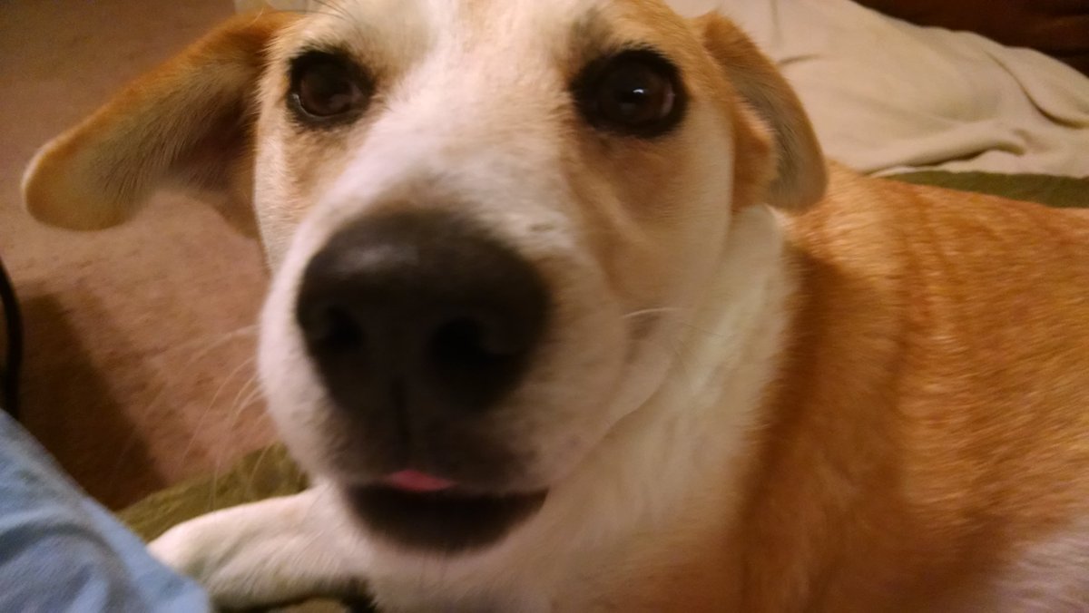 Quang Le tweet media