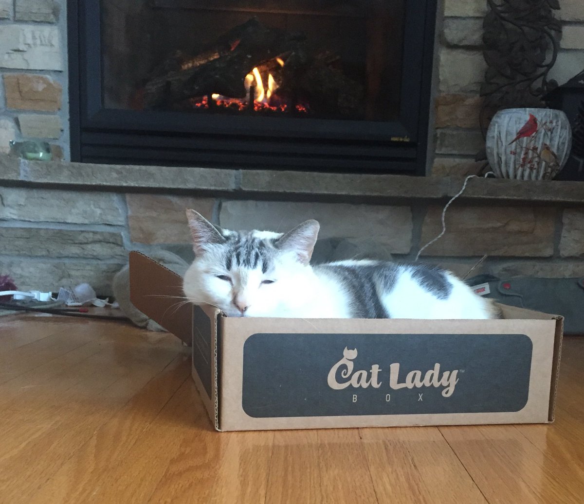 PincyCat's tweet photo. #BoxingDay really speaks to me. (Just think how popular @catladybox would be if it included real cats!) https://t.co/UJjyJadkuE
