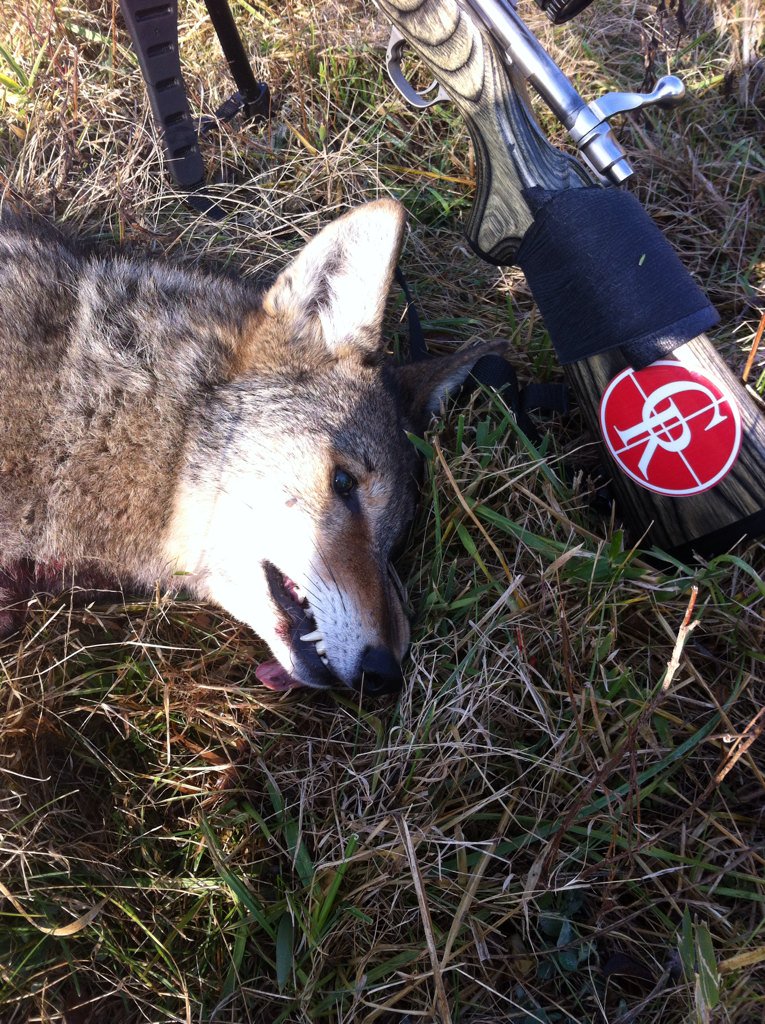 kypredtrpak's tweet photo. Anthony dropped this big male this morn, probably one of the bigger yotes we've taken. @SavageArms @FOXPROInc https://t.co/zgiiVKYvth