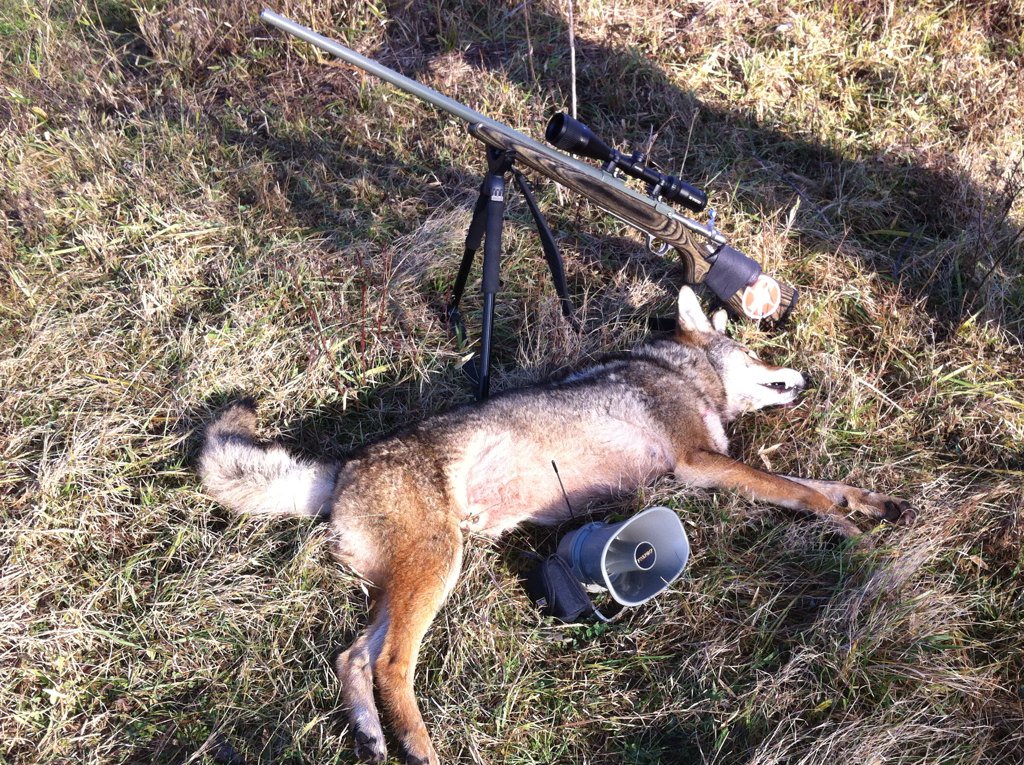 kypredtrpak's tweet photo. Anthony dropped this big male this morn, probably one of the bigger yotes we've taken. @SavageArms @FOXPROInc https://t.co/zgiiVKYvth