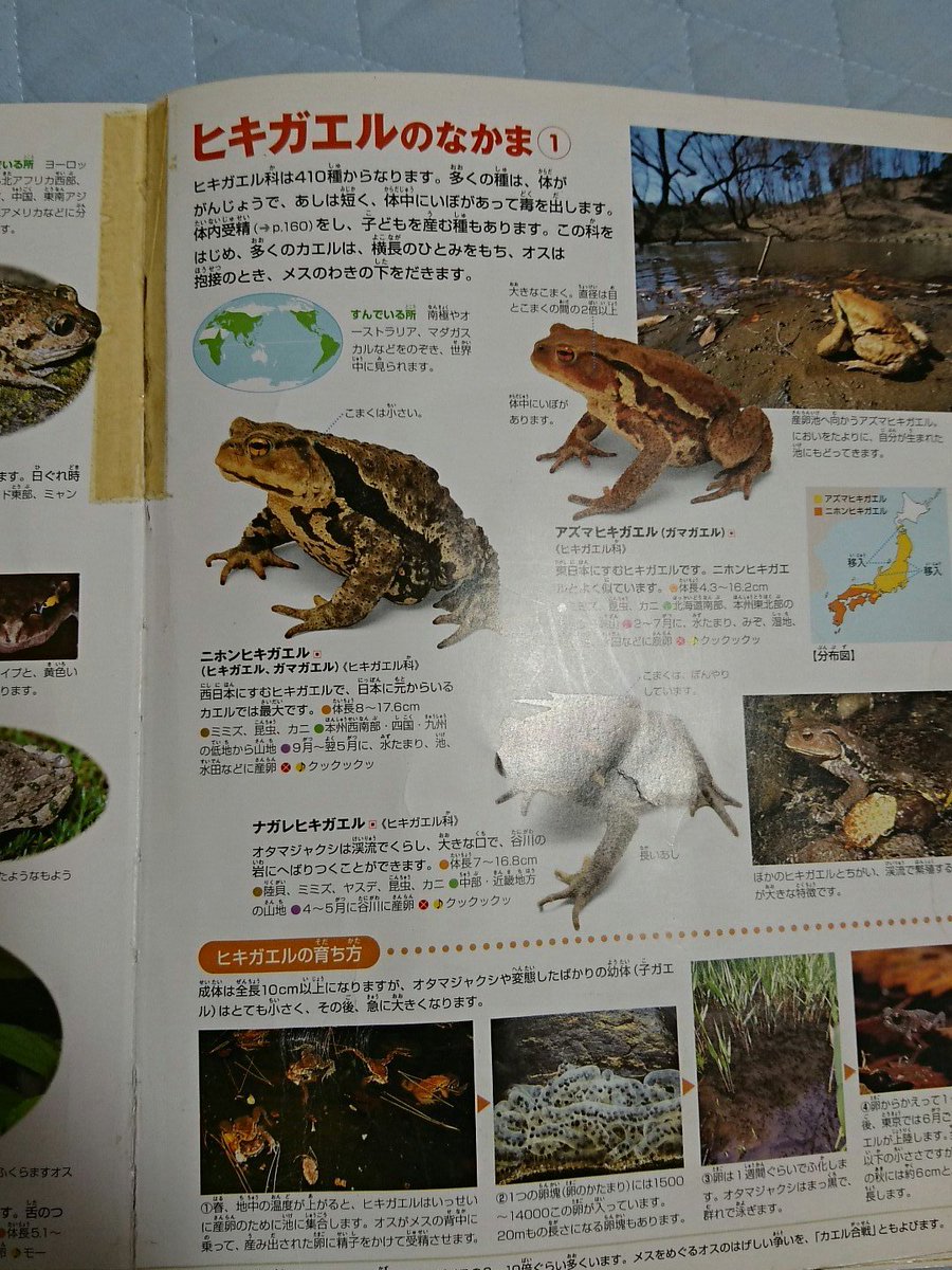 木津羽里 こども図鑑ひとのからだ これは00年発行の表紙がアウトの図鑑 子供の男性生殖器の写真がちらほら 人の体の仕組みをしった大切な図鑑です 木津羽里 こども図鑑ひとのからだ これは00年発行の表紙がアウトの図鑑 子供の男性生殖器の写真がちらほら 人の体の仕組みをしった大切な図鑑です