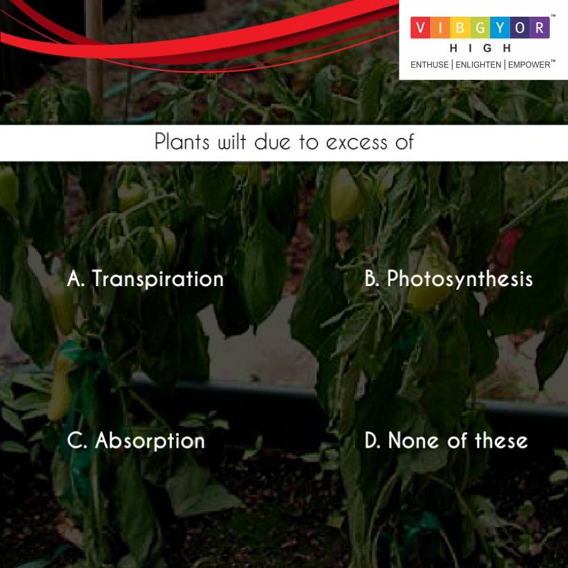 Hint: Wilting is the loss of rigidity of non-woody parts of plants. Can you guess the answer?