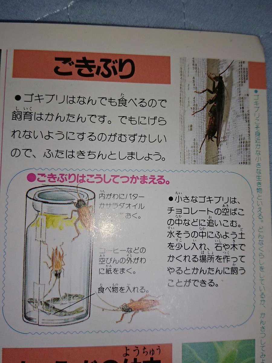 木津羽里 ちいさないきもの くらしとかいかた ザリガニ カエル メダカ色々な生き物の飼い方が載っていて参考にしました ゴキブリの飼い方の説明が雑 ハエにいたってはカエルの飼い方になっている ブラックバスのページで外来種の恐ろしさを知りました 木津羽里 ちいさないきもの くらしとかいかた ザリガニ カエル メダカ色々な生き物の飼い方が載っていて参考にしました ゴキブリの飼い方の説明が雑 ハエにいたってはカエルの飼い方になっている ブラックバスのページで外来種の恐ろしさを知りました