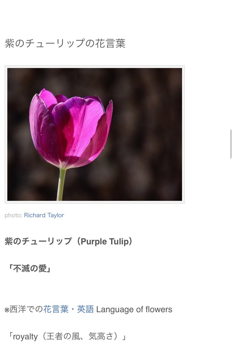 川原 那緒 On Twitter 舞台絶縁 で演じさせていただく 紫苑 大好きなチューリップの花言葉を調べた時に それぞれの色にも花言葉が あると知りました 奥深い 大変 またもこんな時間 みなさまーーーおやすみなさい リプ出来てない皆さん本当